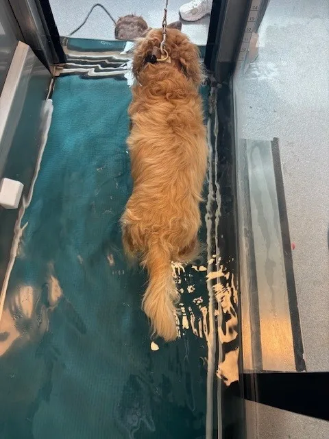 Hydrotherapie