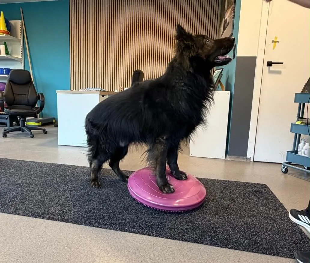 Oefentherapie